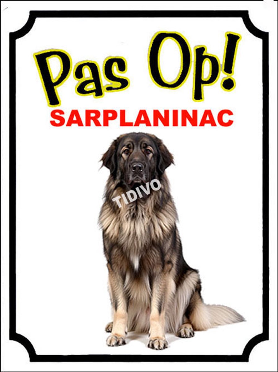 Sarplaninac 16