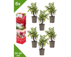 GARDENZO - 6x Azalea japonica (Japanse Azalea) - Rood - in P9 pot