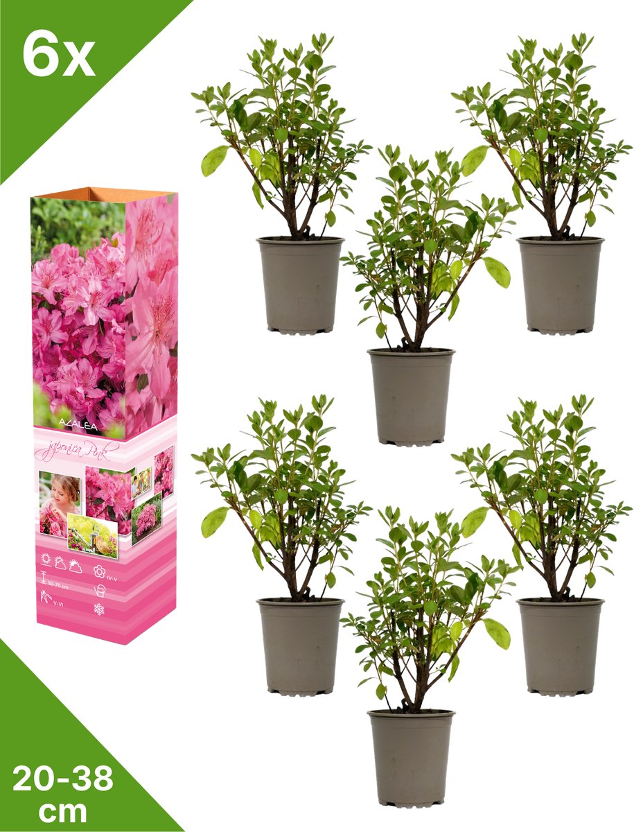 GARDENZO - 6x Azalea japonica (Japanse Azalea) - Roze - in P9 pot
