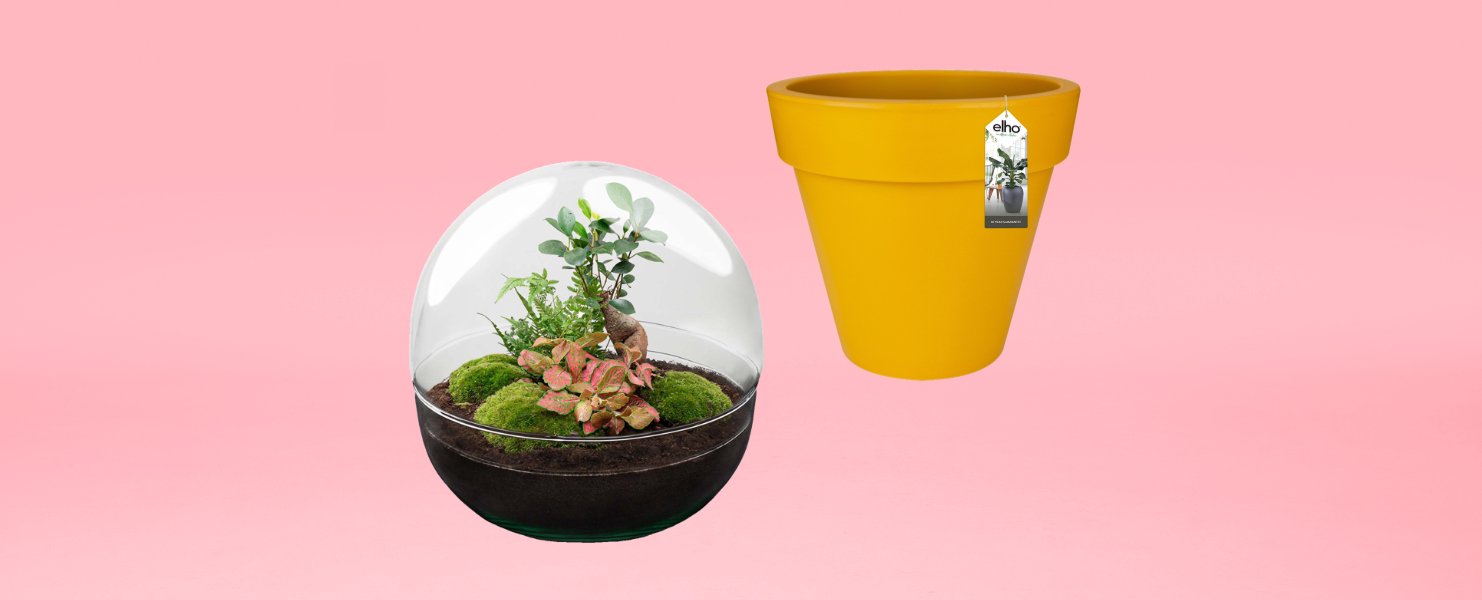 Pots et plantes