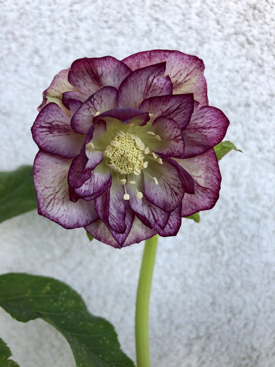 6x Nieskruid - Helleborus or. 'Double Ellen Picotee' | 9x9 cm pot