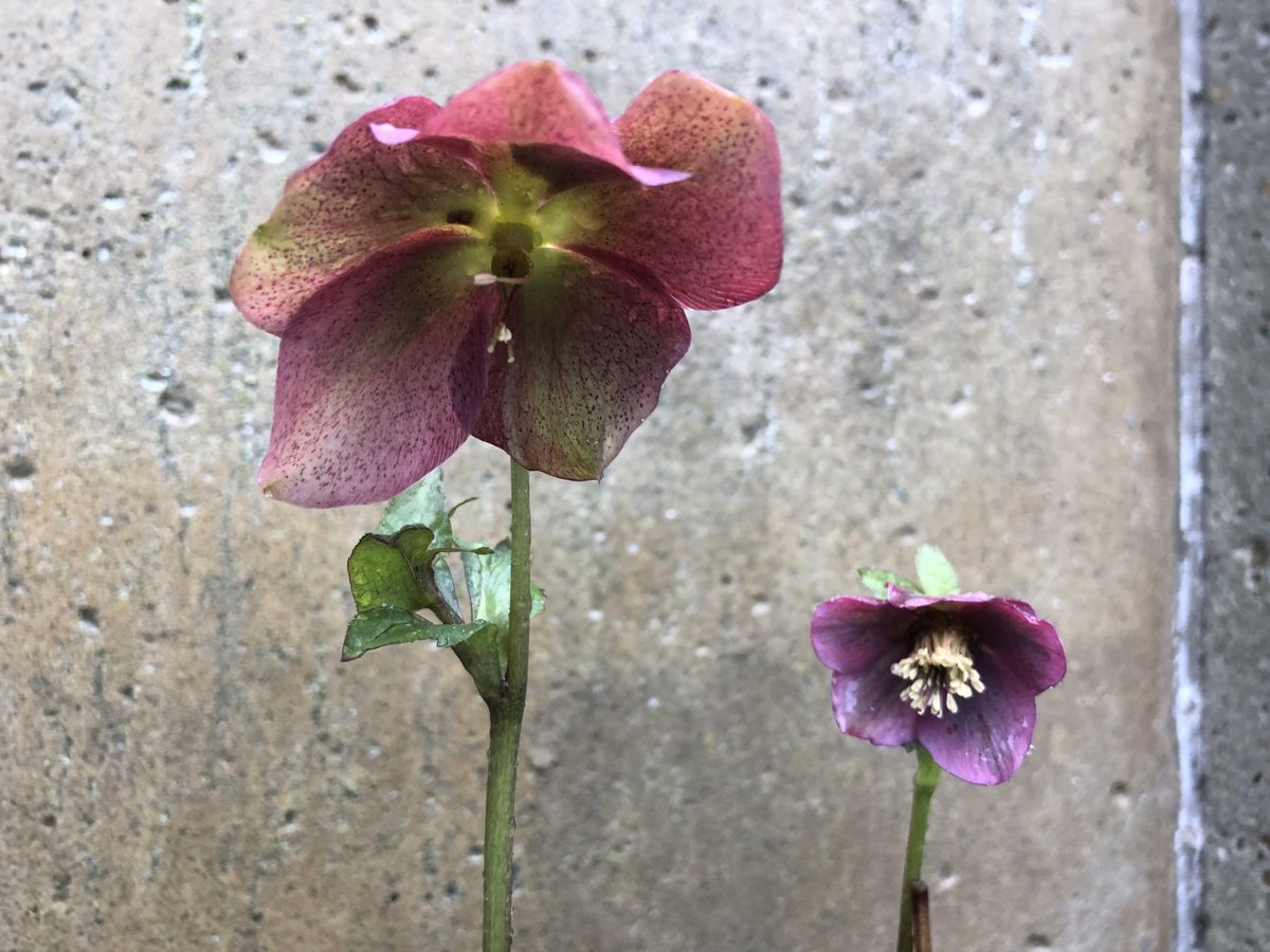 6x Nieskruid - Helleborus orientalis 'Red Hybrids' | 9x9 cm pot