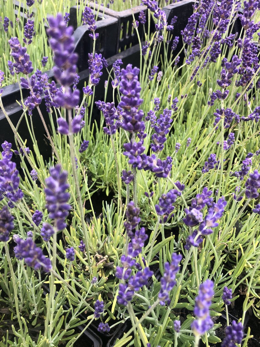 6x Lavendel - Lavandula angustifolia Hidcote XL | 3 liter pot