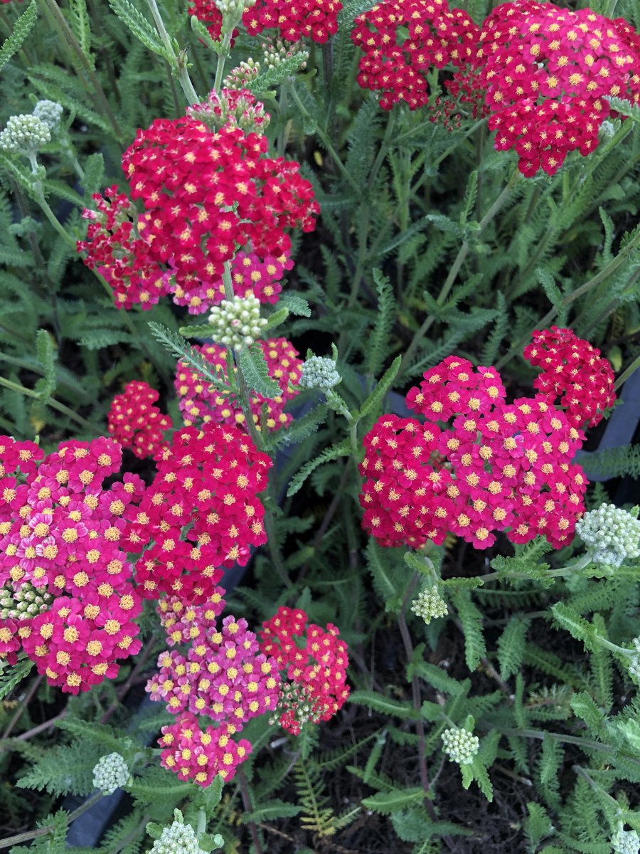6x Duizendblad - Achillea millefolium 'Paprika' | 9x9 cm pot