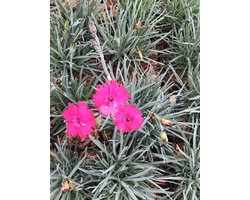 6x Rotsanjer - Dianthus grat. 'Badenia' | 9x9 cm pot