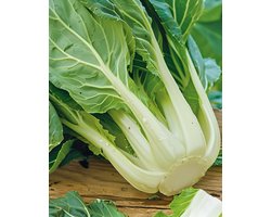 Paksoi Zaden Brassica Chinensis Eenjarig Chinese Kool