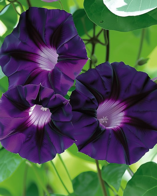 Klimmende Winde Zaden Grandpa Ott Ipomoea Purpurea Eenjarig
