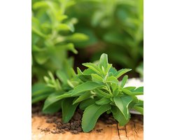 Suikerplantje Zaden Stevia Rebaudiana Meerjarig Kruid