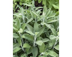 Salie Zaden Salvia Officinalis Meerjarig Kruid