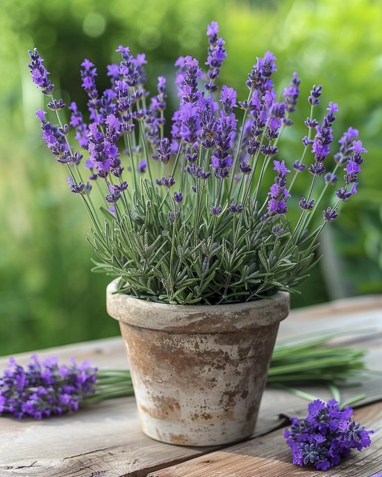 Echte Lavendel Zaden Biologisch Lavandula Angustifolia Meerjarig