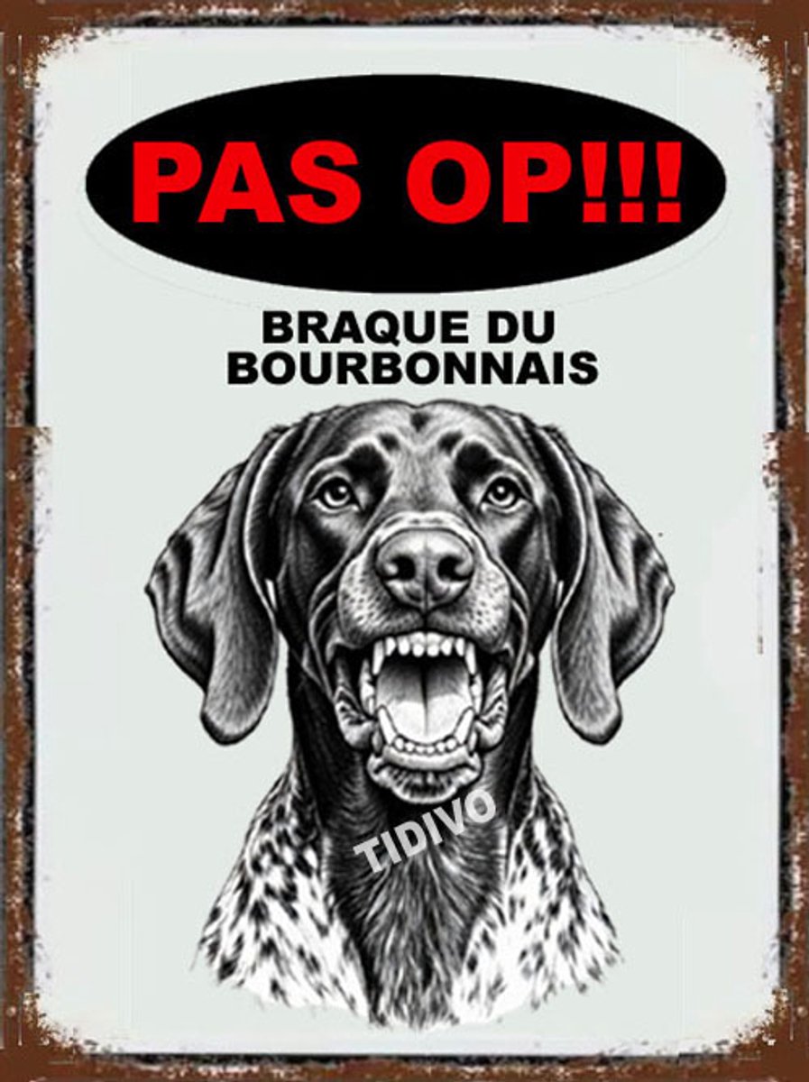Braque du Bourbonnais 17