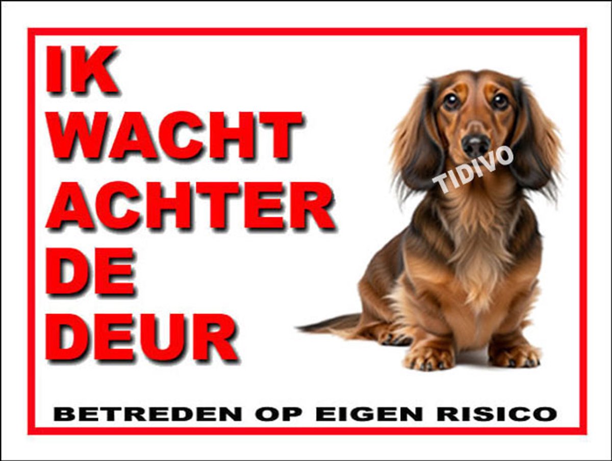 Dashond Dwerg, Langhaar 10