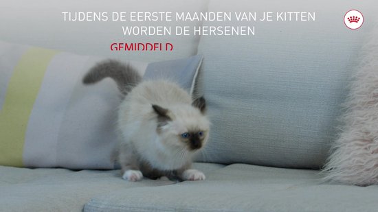 Royal Canin Kitten - Kattenvoer - 10kg - Kittens van 4 tot 12 maanden