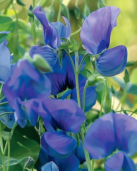 2 sets - Reukerwt Zaden Royal Family Blauw Lathyrus Odoratus Eenjarig