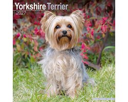 Yorkshire Terrier Kalender 2027