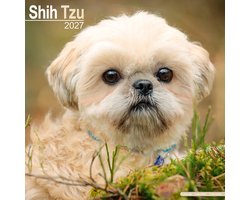 Shih Tzu Kalender 2027