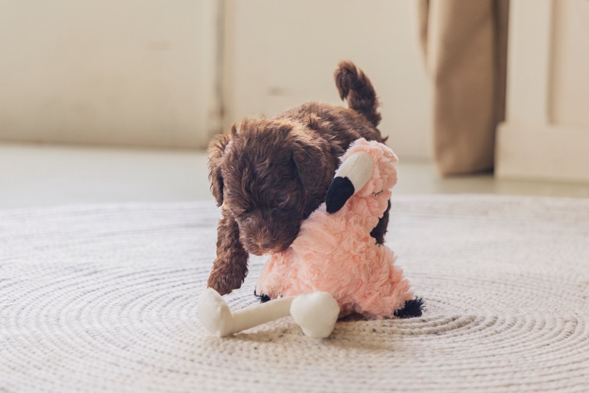 Beeztees Puppy Flamingo Mick - Puppy Speelgoed - Puppyknuffel - Hondenspeelgoed - Roze - 27x10x18 cm thumbnail 5