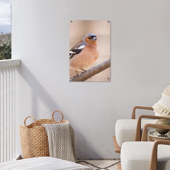 Poster de Jardin Vogel - Animaux - Pinson - 200x200 cm - Toile de jardin