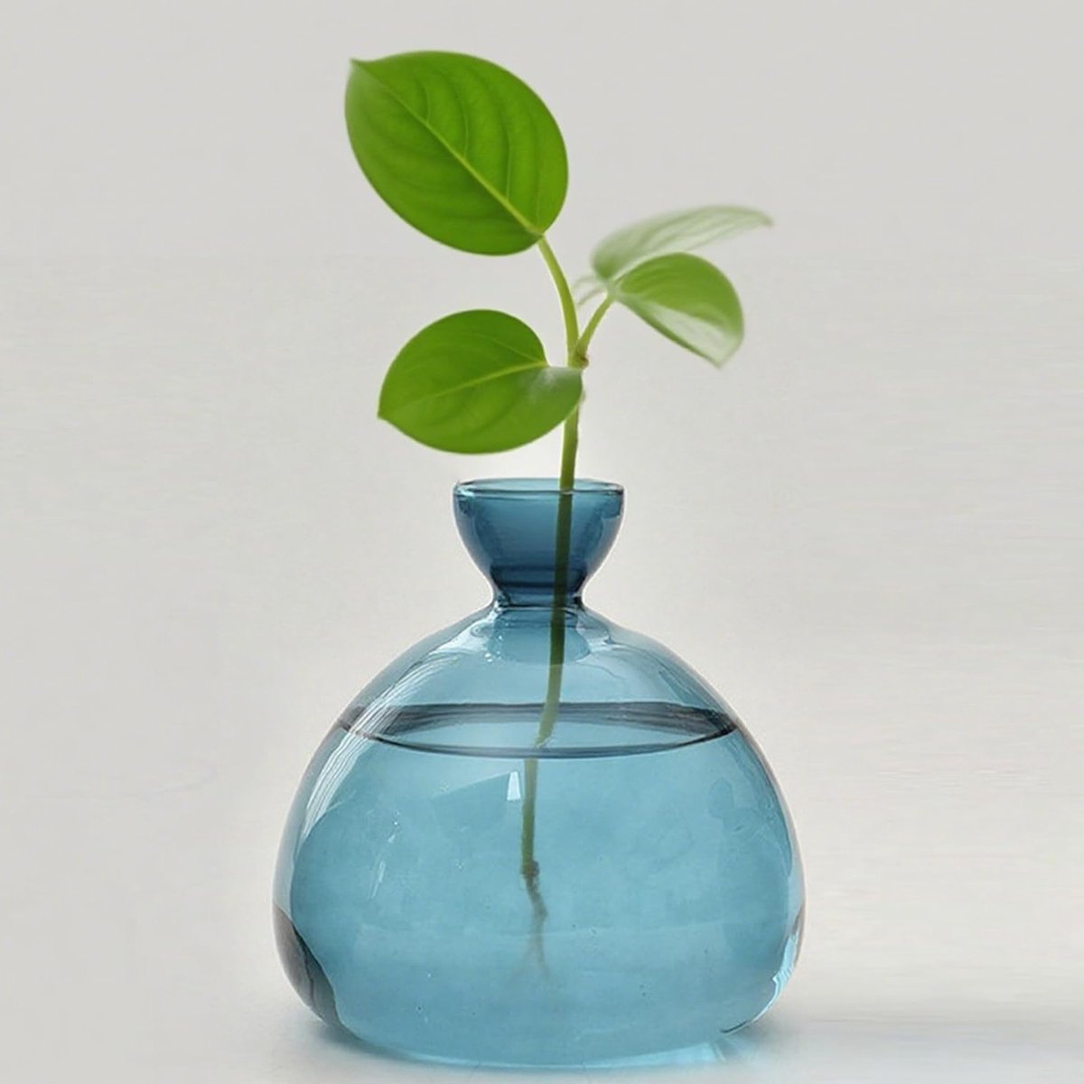 Avocado Boom Groeikit met Glazen Vazen, Zaadstarter voor Hydroponische Planten, Tuin Geschenk voor Groene Thumbs