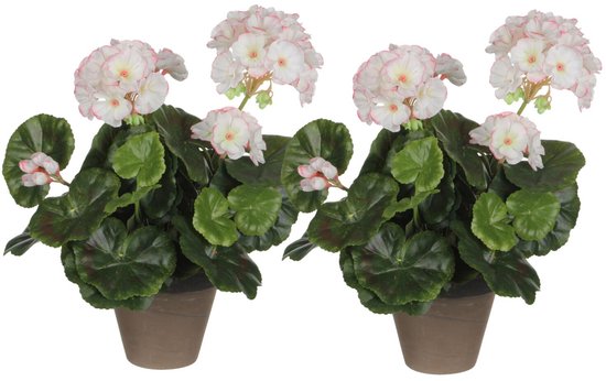 Twee kunst geraniums in bruine potten, met witte bloemen met roze randjes en groene bladeren.