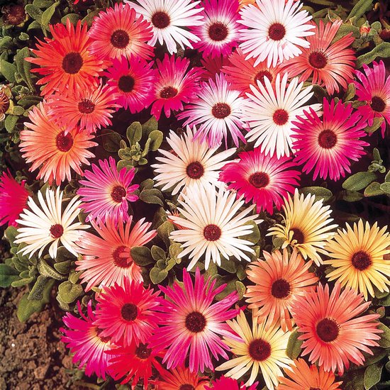 Sluis Garden - IJsbloem Magic Carpet mix (Middagbloem)