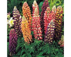 Sluis Garden - Lupinus Russell Hybrids Mix