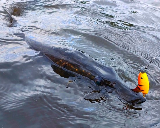 Savage Gear Cannibal Shad 10cm Gouden Ambulance - Zonder haak — afbeelding 3