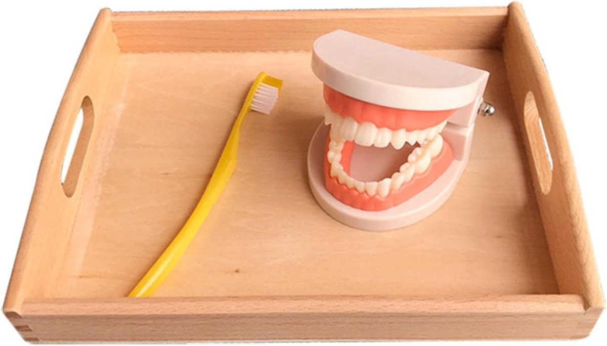 Tandenpoets model - Kindertanden model - Mondhygiëne Leren - Authentiek Montessori Materiaal - 73 x 51 cm - Houten Dienblad