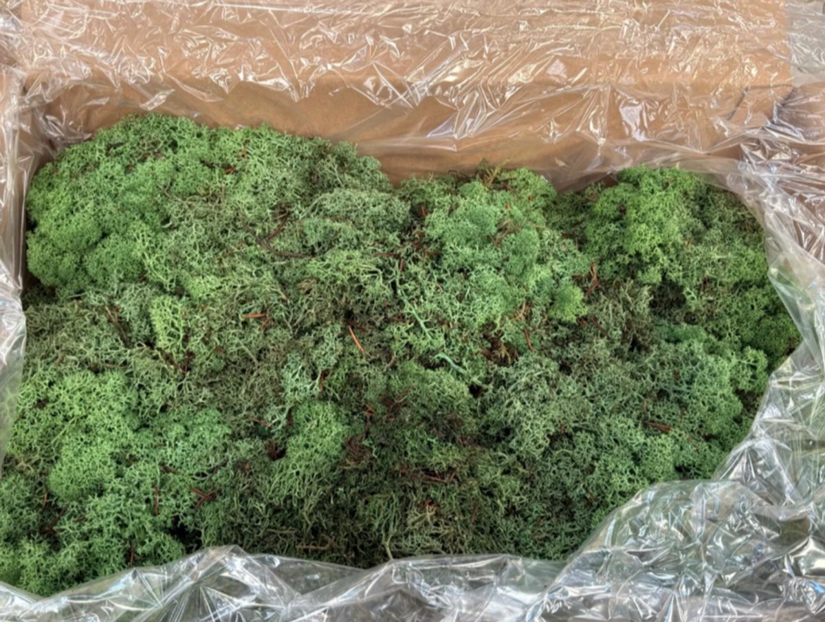 Ijslandmos rendiermos 2,5 kg