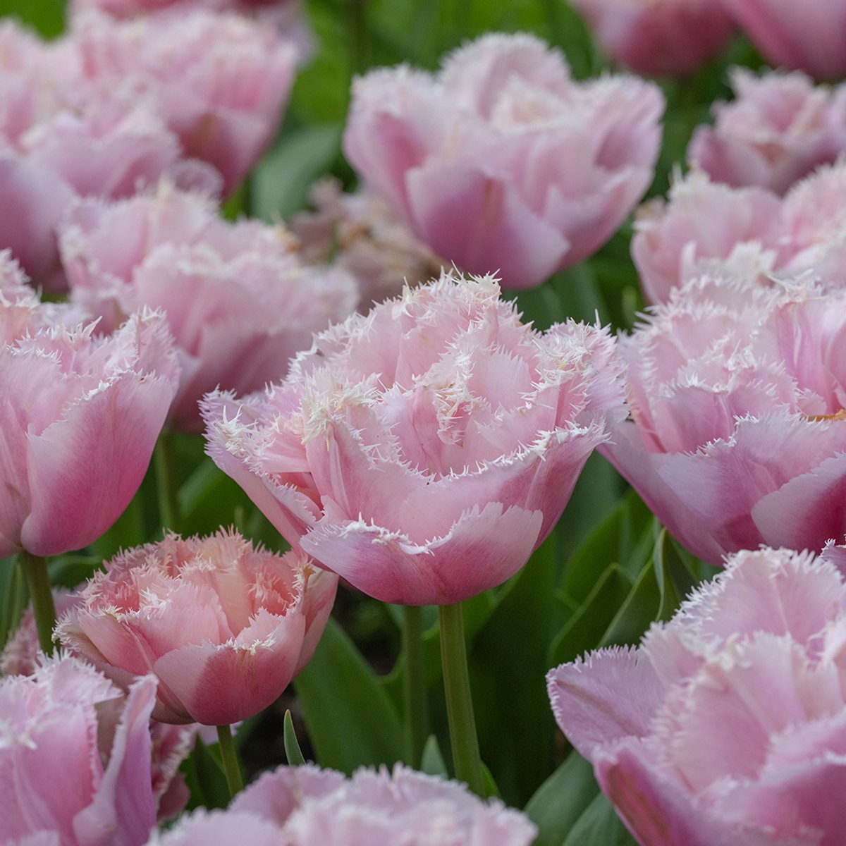 Tulipa Pink Magic | 10 stuks | Gefranjerd | Roze | Tulpenbollen