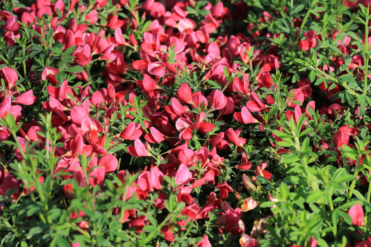 Set van 3 kleurrijke Cytisus – ‘Apricot Gem’, ‘Boskoop Ruby’ & ‘Zeelandia’ – hoogte ca. 25 cm – 9 cm pot