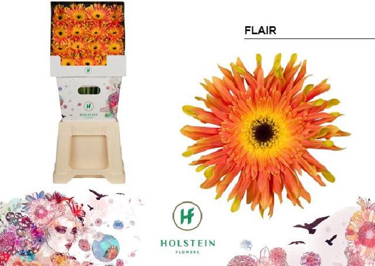 15x Gerbera pasta flair 70cm