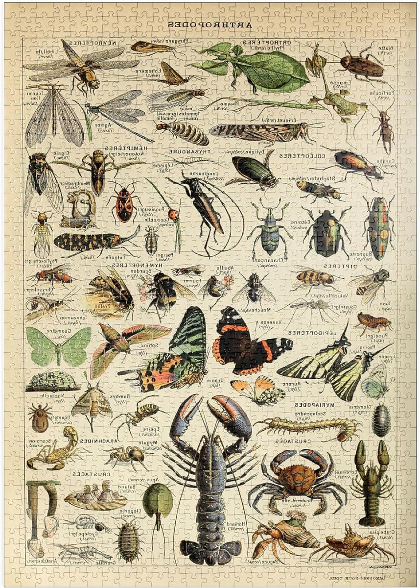 Legpuzzel Geleedpotigen - Insecten Puzzel - Ontspannend Tijdverdrijf - Hoge Resolutie Print - 1000 Stukjes - Meerkleurig