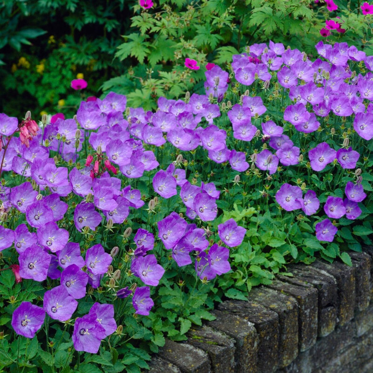 Karpatenklokje (Campanula carpatica) - Klokjesbloem Blauwe Clips - Vaste planten - Bijen-Vlinders - Snijbloemen - Geurend - Zomerbollen
