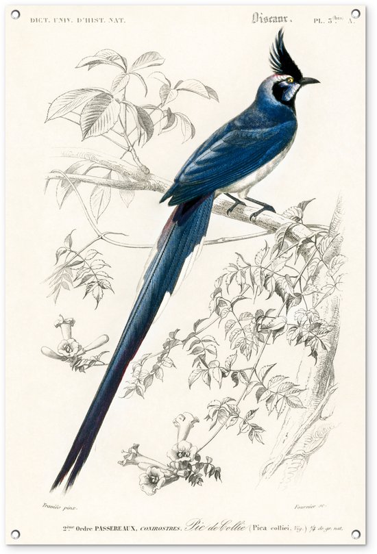 Tuinposter 80x120 cm - Tuindecoratie Vogel - Vintage - Tak - Poster voor in de tuin - Buiten decoratie - Schutting tuinschilderij - Tuindoek muurdecoratie - Wanddecoratie balkondoek