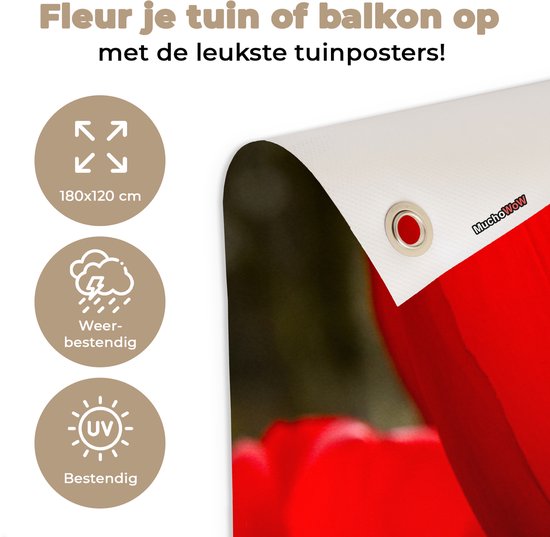 Gros plan de tulipes rouges Affiche de jardin 180x120 cm - Toile de jardin / Toile d'extérieur / Peintures d'extérieur (décoration de jardin) XXL / Groot format!