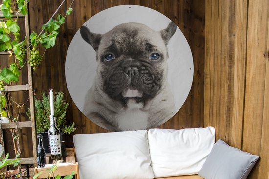 Tuincirkel Portret van een Franse Buldog pup - 120x120 cm - Ronde Tuinposter - Buiten