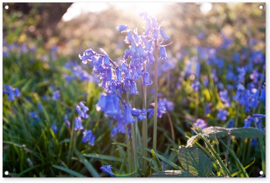 Tuinposter 120x80 cm - Tuindecoratie Paarse bloemen van de sterhyacint bij een zonsopgang - Poster voor in de tuin - Buiten decoratie - Schutting tuinschilderij - Tuindoek muurdecoratie - Wanddecoratie balkondoek