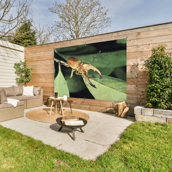 Bruin vliegend hert op groene bladeren, op een houten schutting in een tuin.
