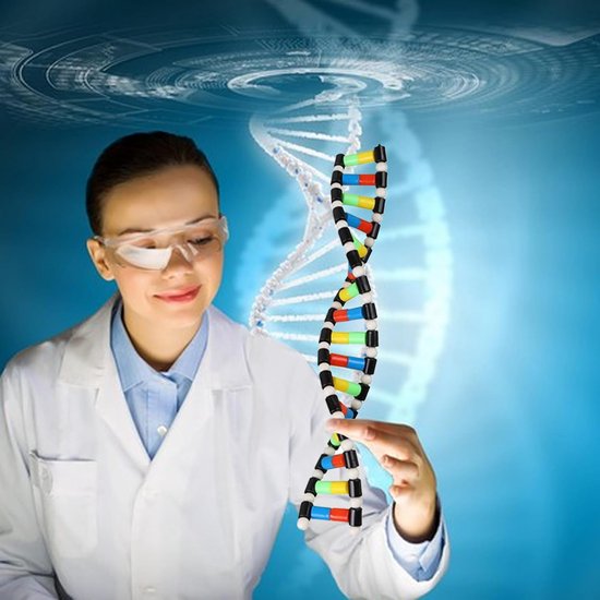 Dubbele Helix Model - DNA Model - Biologie Leren - Duurzaam ABS Materiaal - 40 cm - Wit — afbeelding 3