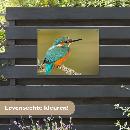 Tuinposter 80x60 cm - Tuindecoratie IJsvogel - Dieren - Vogel - Poster voor in de tuin - Buiten decoratie - Schutting tuinschilderij - Tuindoek muurdecoratie - Wanddecoratie balkondoek
