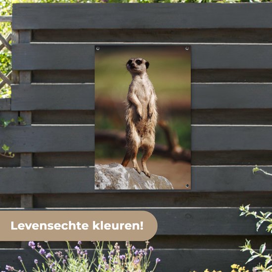 Affiche de jardin suricate regarde autour de 60x90 cm - Toile de jardin / Toile d'extérieur / Peintures d'extérieur (décoration de jardin)