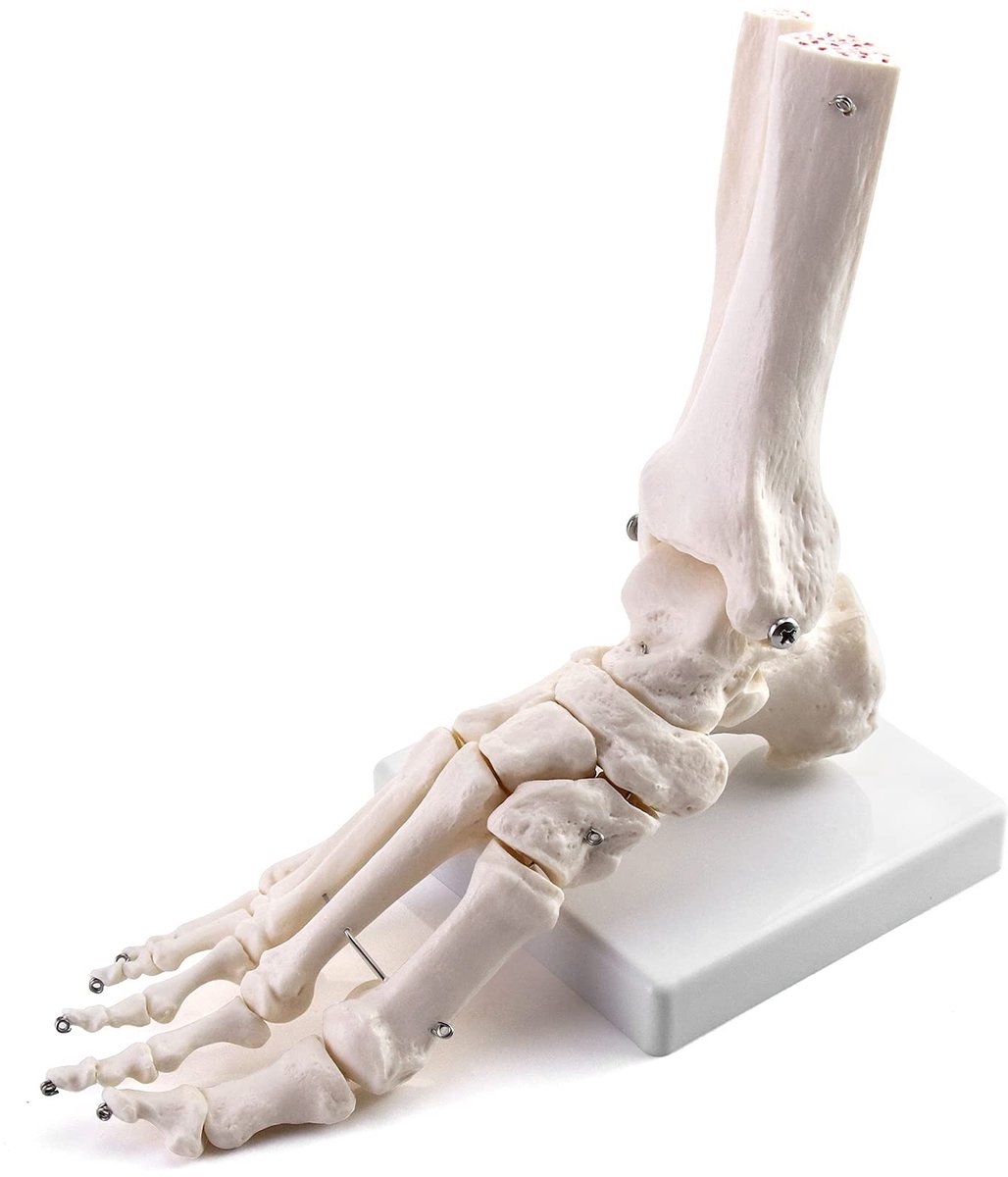 Dailygoody - Menselijk Voetgewricht Skelet Model - Gearticuleerd Anatomisch Model - Medische Studie - Voet en Enkel - Educatief Model - Geschikt voor