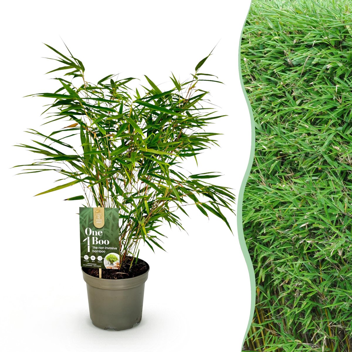 Plantenboetiek.nl | Fargesia Rufa - Niet Woekerende Bamboe - Bladhoudend - Groen - Ø17cm - 50-60cm hoog - Tuinplant