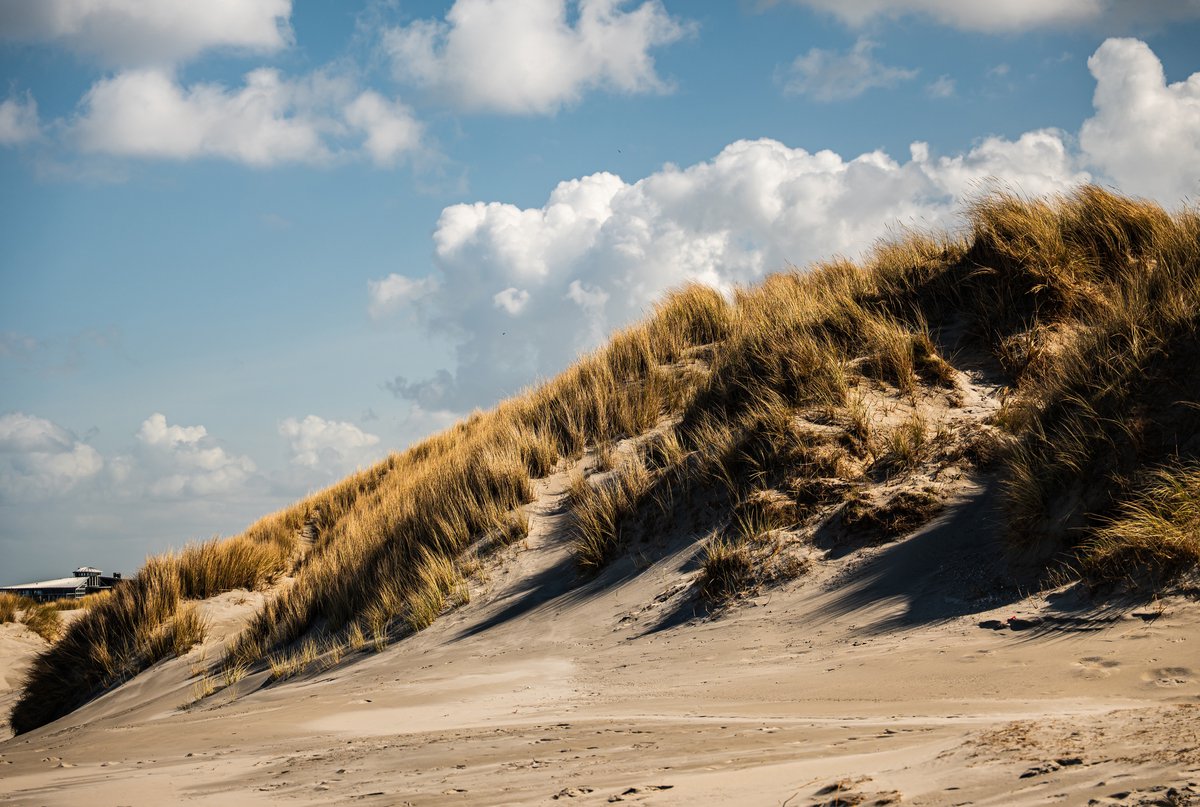 Tuinposter Ameland duinen strand – natuurlijke strandposter met duingras en blauwe lucht – 120x80 cm tuindoek voor buiten – rustgevende schutting decoratie – UV & weerbestendig