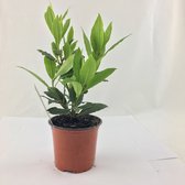 JUNAVERA Laurier (Laurus nobilis) - Aromatische mediterrane kruidenplant - 10 cm pot - ca. 25 cm hoog