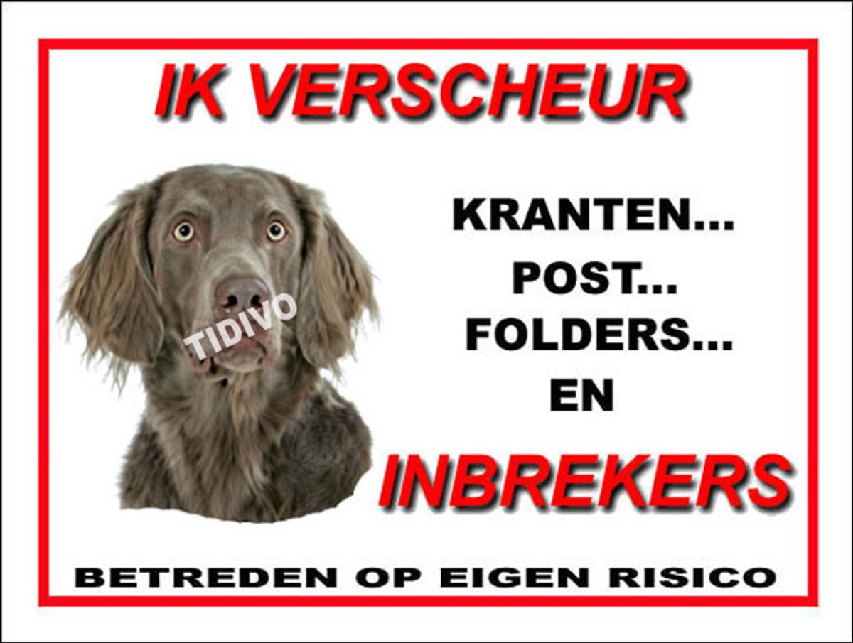 Weimaraner, langhaar 8