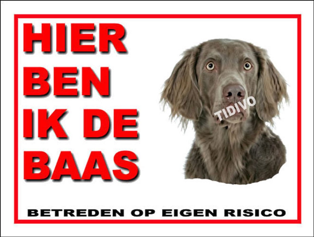 Weimaraner, langhaar 2