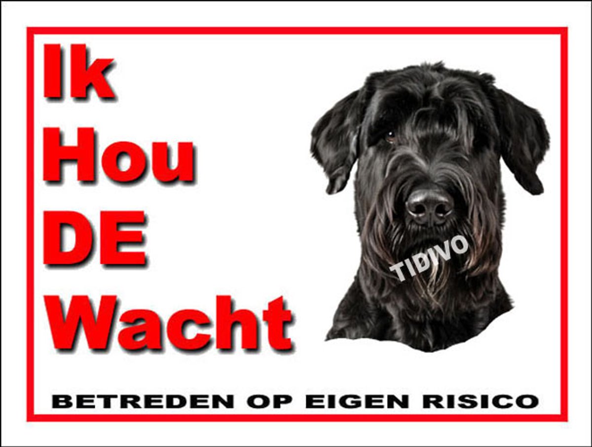 Riesenschnauzer 7