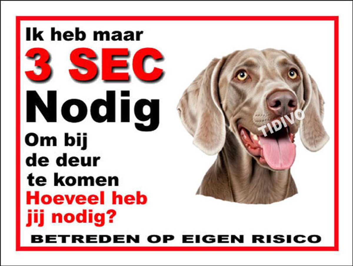 Weimaraner, korthaar 6